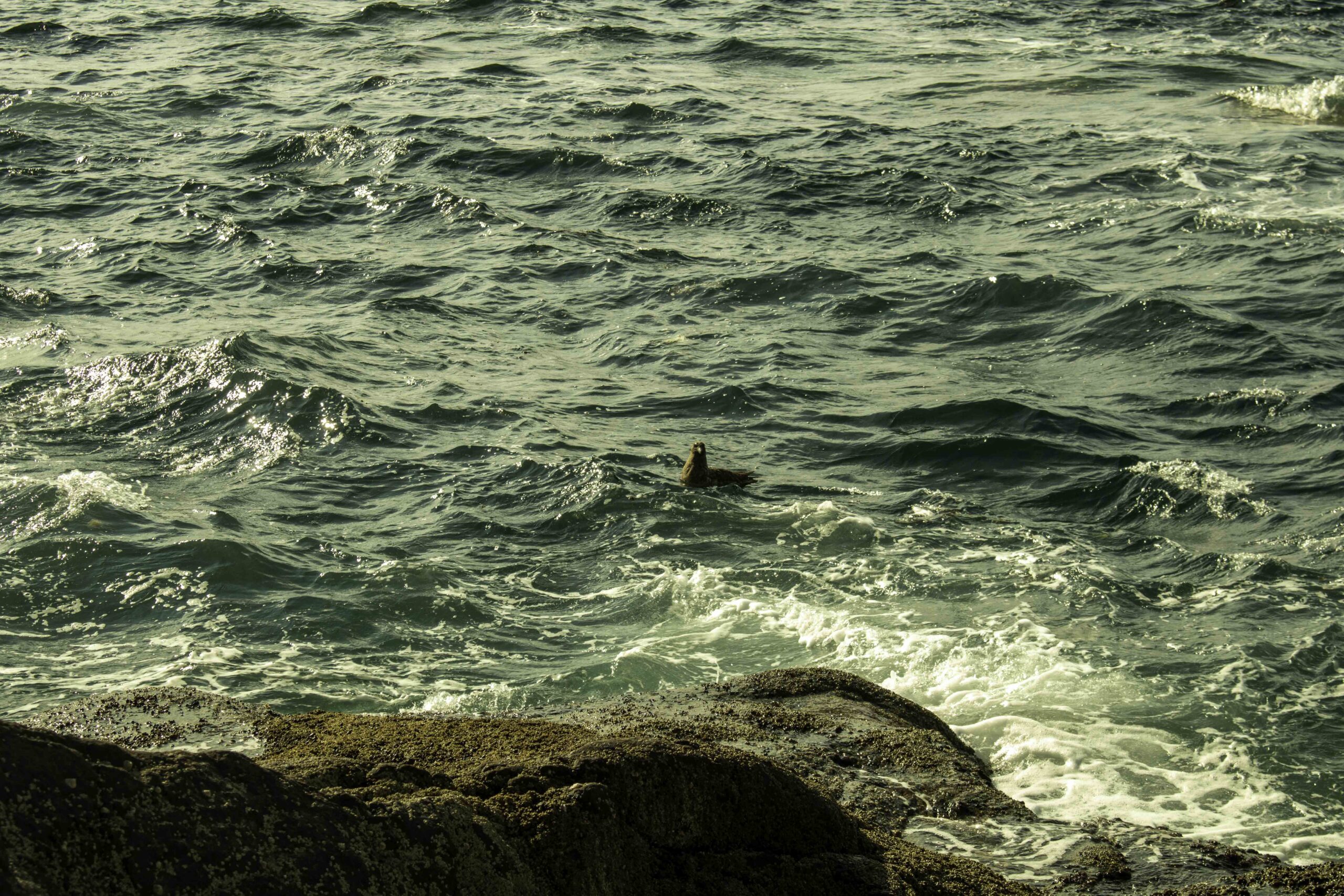 Arisaig SUP Adventure